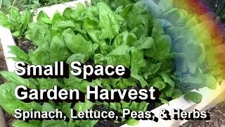 Square Foot Garden Harvest - Spinach, Lettuce, Peas, and Cilantro
