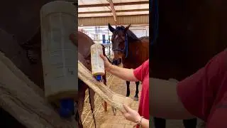 Beginner Vs Experienced Horse Owners! 🐴 
