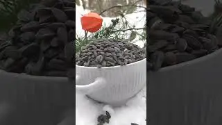 Покормите птичек семечками 