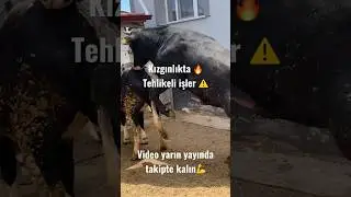 Doğal inek tohumlama Kızgınlıkta Tehlikeli işler⚠️