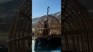 овози модкабк | голос куропатка  | садои модкабк | صوت مودكابك | modcabk sesi