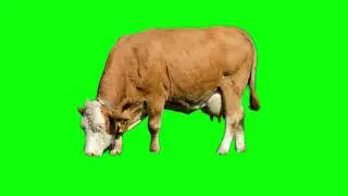 Cown Eating Grass @HowToGreenScreen 