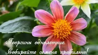 Георгины однолетние.  Как собрать семена?!