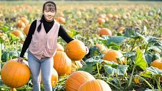 Harvesting A Lots Of Pumpkins By 3-Wheeled Truck Goes To Countryside Market Sell - Daily Life