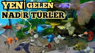 YENİ GELEN NADİR TÜRLER !!!  Efsane Süper red Longfin vatozlar ve Nadir tür Melek ,Lepistesler