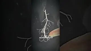 Эти существа обитают на нашей планете / Червь Немертина