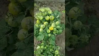 Томат 
