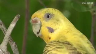 Parrots in the Maldives. Попугайчики на Мальдивах.