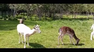 Европейские лани. Экскурсия к копытным. Подмосковный сафари-парк.