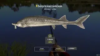 Трофейная Белуга Каспийская 570кг Русская Рыбалка 4  / Russian Fishing 4 Trophy Beluga 570kg