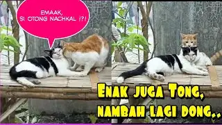 LUCU BANGET! setelah sekian lama berpisah,akhirnya kucing ini bertemu mantan istri, begini reaksinya