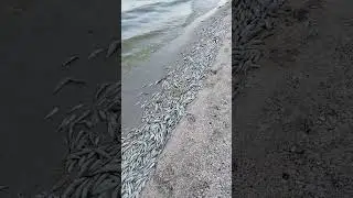 Мор рыбы, 