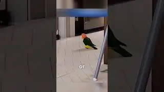 Попугай шпион 