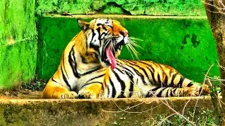 Nandakanan 🐅 #tiger #zoo #nandankanan #roar