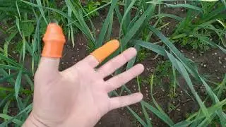 Когда и как ПРАВИЛЬНО убрать стрелку на чесноке, чтобы не потерять урожай.