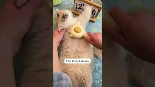 Your cats are endangered by this!