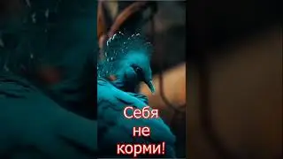 Веероносный венценосный голубь масло масляное, но красивое  Проживает в Новой Гвинее  Достигает соли