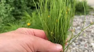 How to Kill Horse Tail Weed