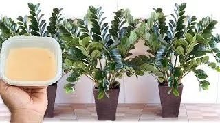 APENAS 1 COLHER FAZ EXPLODIR DE TANTO CRESCER (qualquer planta)