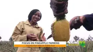 Kilimo Na Biashara |  Pineapple Farming