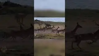 Львица Напала на Стаю Антилоп