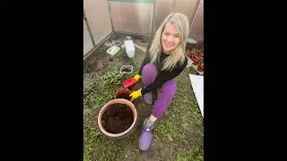 РАССАЖИВАЮ цветы