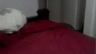 Mal Playing Fetch
