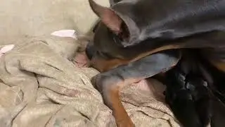 ÜCRETSİZ DOBERMAN DOĞUM VİDEOSU / #SANSÜRSÜZ / #Dog