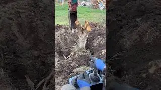 Корчевание деревьев 