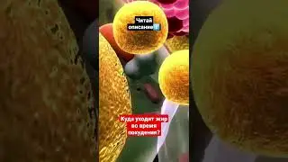 Куда уходит жир во время похудения? 