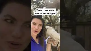 Попугай заговорил по испански 😱 