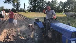 Вибираємо картоплю в селі! Врожай радує! Корова вже на привʼязі!