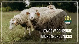 Owce w ochronie bioróżnorodności