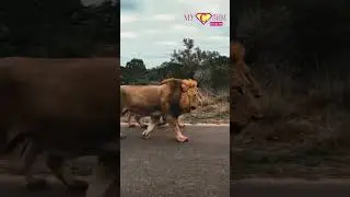 Как умер Халид ибн аль Валид