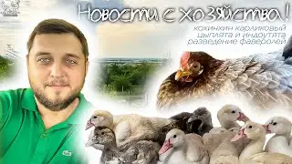 НОВОСТИ ✅ Французы индоутки, цыплята декоративных пород кур, цыплята фавероль для разведения!