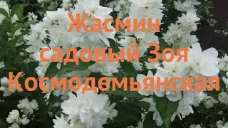 Жасмин садовый Зоя Космодемьянская 🌿 обзор: как сажать, саженцы жасмина Зоя Космодемьянская