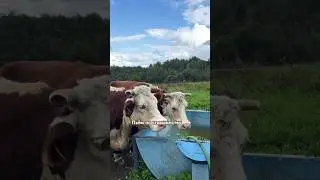 Воды б напиться #герефорд #корова #cow #вода #водопой #поилка #жара #лето #ферма #животные #farming