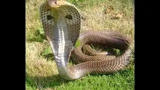 ASMR/ АСМР/Змеиный/ на русском/ SNAKE ASMR
