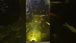 Рыбки в пруду 🐡🎣 Город Бат Ям 🌊 Сквер в центре города 🌆 Square in the center of Bat Yam 🆓🌹