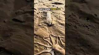 Der Oktopus hat sein Zuhause vergessen 😱