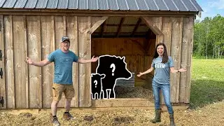 It's the Big DAY! Buying NEW LIVESTOCK Animals for Our OFF GRID FARM in the WOODS