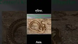 Buff-Striped Keelback Snake and Cantor's Kukri Snake: Educational Wildlife Short  #snake #buffstrip
