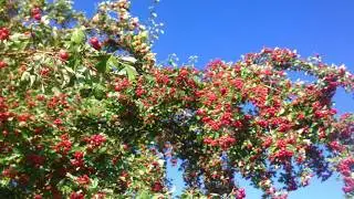 Осенние зарисовки
