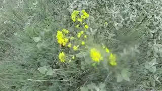 Деревня Старое Саяпино в Таврическом районе Омской области