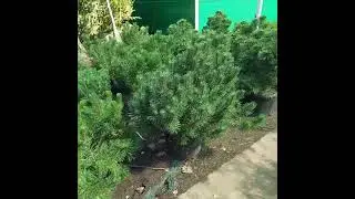 Сосна горная Пумилио