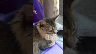 Недовольная киска)) #animals #котики #кошки #животные #cat