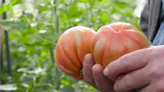 TIPICOSÌ il Pomodoro Cuore di Bue di Albenga