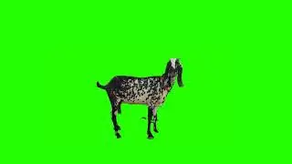 Goat green screen video