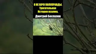 Я не хочу полуправды.. трогательная история псалма /Дмитрий Беспалов / Проповеди - свидетельства