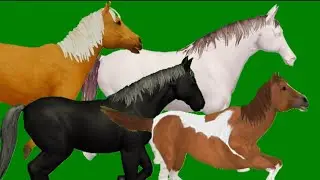 Horse New Stampede Green Screen #stampede #animal #horse